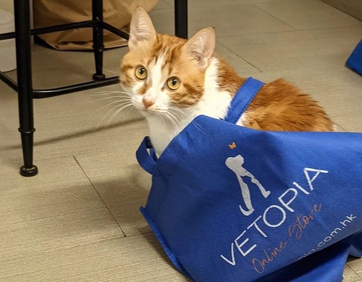 vetopia online pet store hong kong