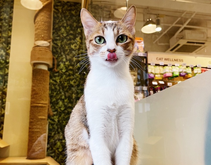Whiskers & Paws pet store hk
