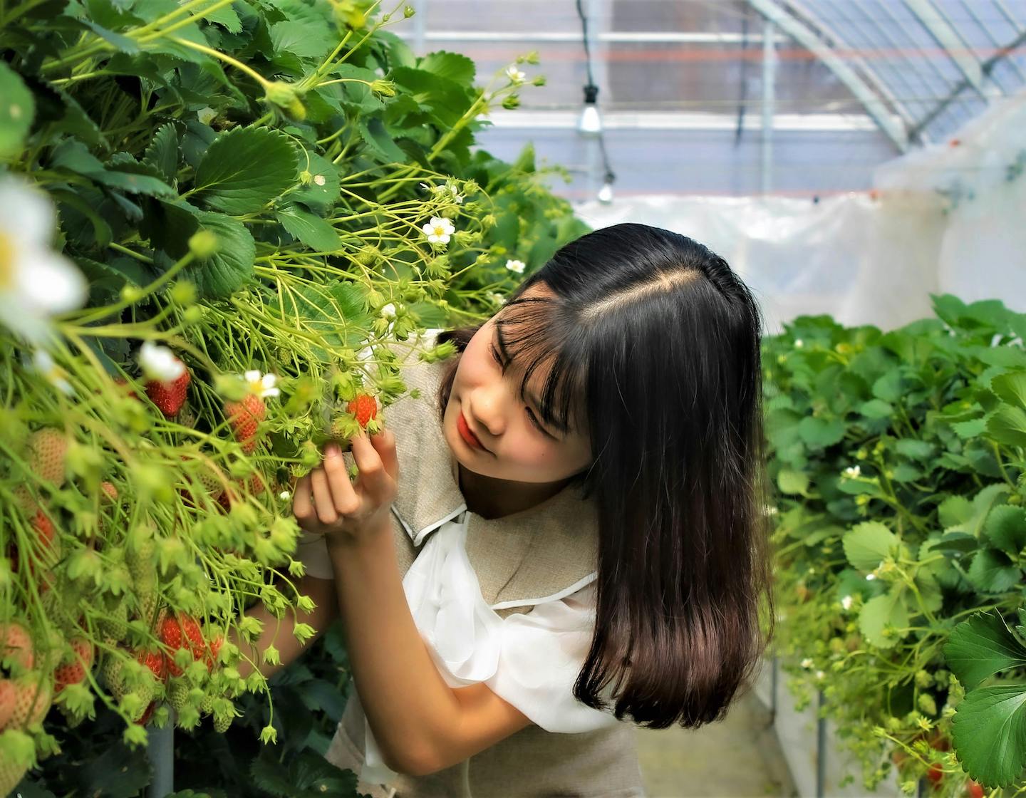 a women carefully checks whether strawberries are ready of picking at a Hong Kong farm 