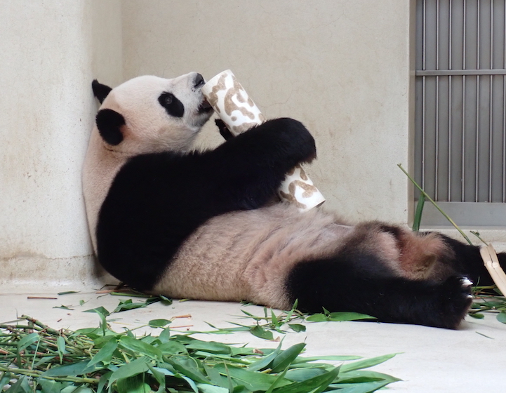 panda naming this weekend