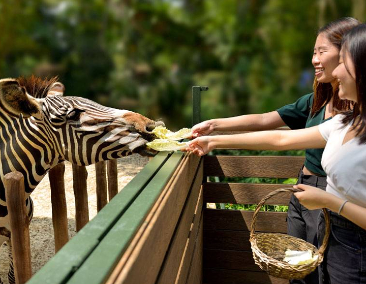 where to travel to based on your kids passions: singapore zoo mandai wildlife reserve where you can feed and interact with animals