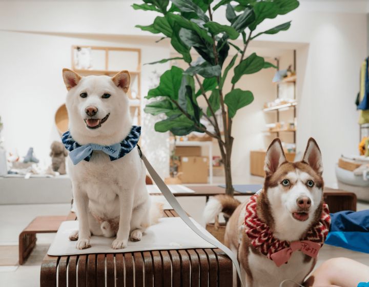 The Best Pet-Friendly Mall in Hong Kong, The Mills Revitalised historical building offering dog-friendly boutiques, cafés and a spacious rooftop garden
