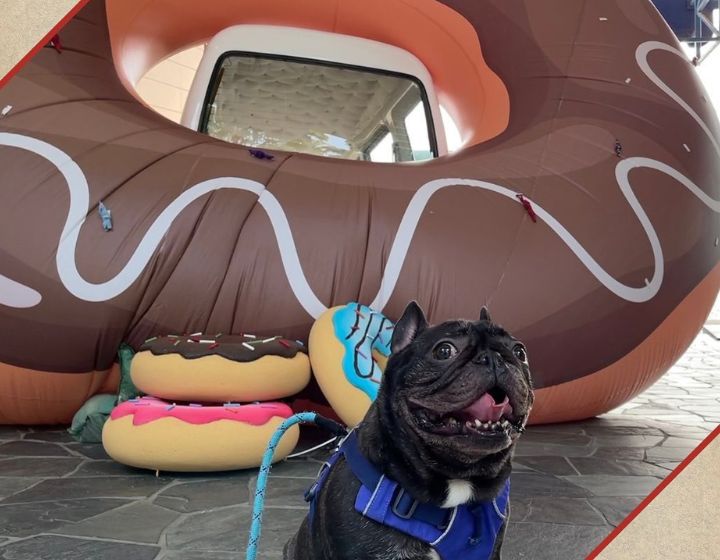 The Best Pet-Friendly Mall in Hong Kong, The Pulse Home to pet-friendly spaces and the Paws United adoption centre