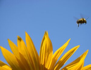 how to have the birds and the bees conversation with kids, the sex talk with children