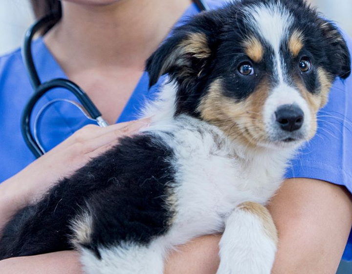 amah animal medical hospital hong kong kowloon