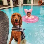 Dog-baby safety 1
