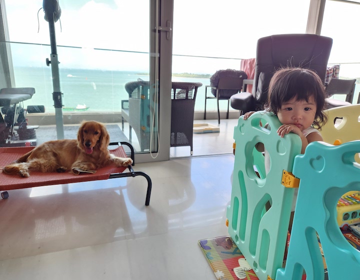 Introducing a dog and baby/child