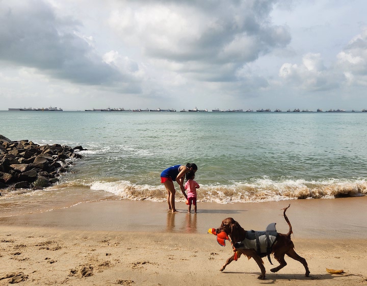 Introducing a dog and baby/child