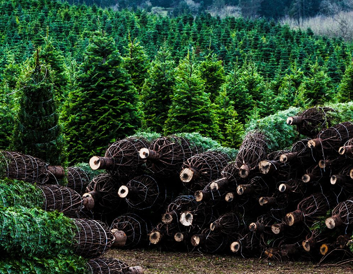 christmas tree farm by xmastree 