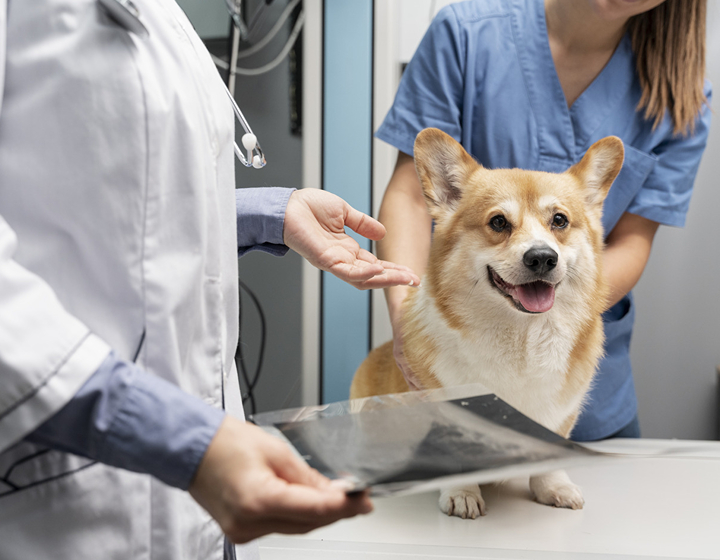 corgi dog getting treated by vet, paws and tails veterinary hospital, best vets in hong kong