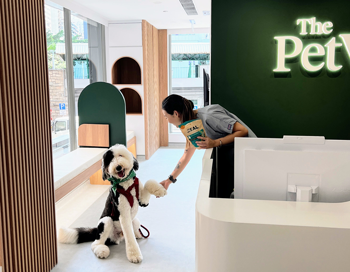 dog at the pet vet, best vets in hong kong