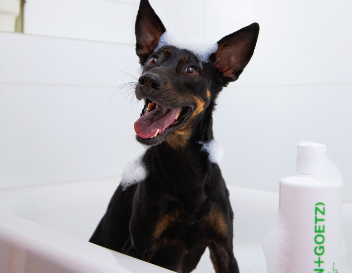 MALIN+GOETZ Releases New Pup Shampoo