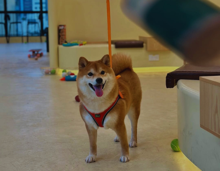 Barkyard Gourmet dog food, leashes, crates & indoor play space