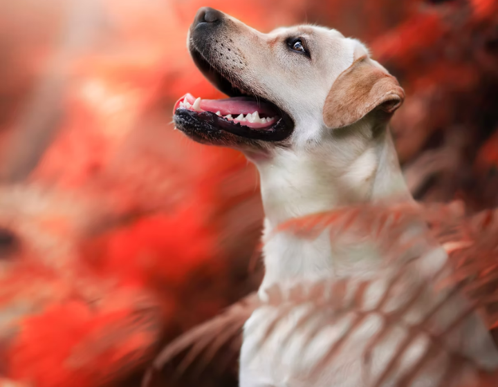 best pet photographers and photography studios hong kong, dog photography, cat photography, pet photo, MC production