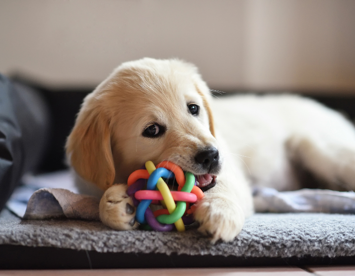 Megapet Online and retail pet store with branches across Hong Kong