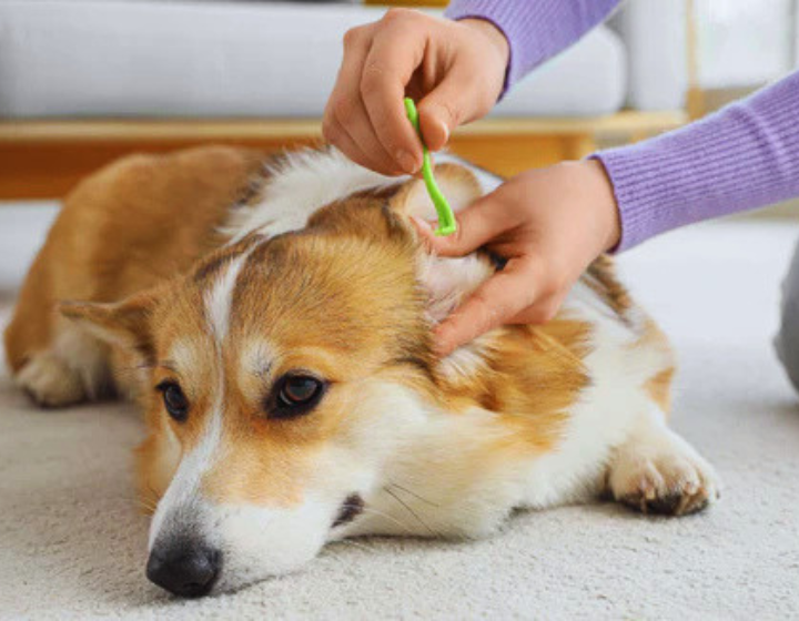 PetProject.HK Vet-owned, curated online pet store for perscriptions