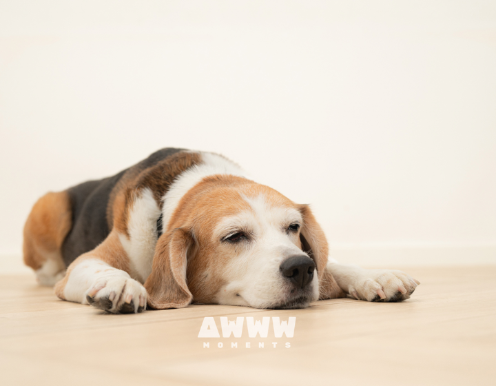 best pet photographers and photography studios hong kong, dog photography, cat photography, pet photo, awwwmoments