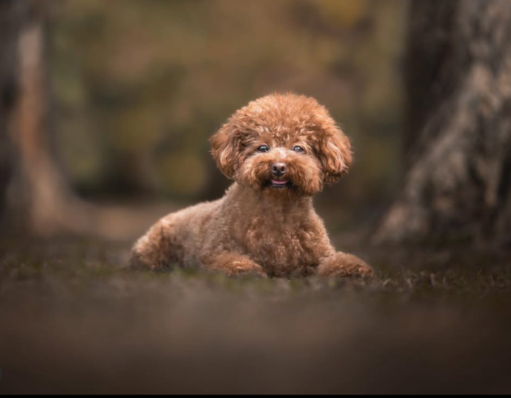best pet photographers and photography studios hong kong, dog photography, cat photography, pet photo, hounds of hong kong