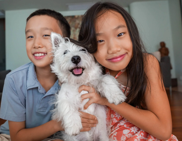 best pet photographers and photography studios hong kong, dog photography, cat photography, pet photo, ian taylor