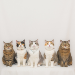 best pet photographers and photography studios hong kong, dog photography, cat photography, pet photo