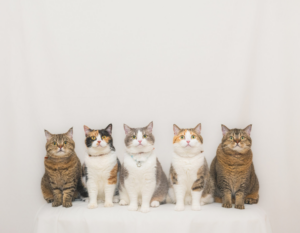 best pet photographers and photography studios hong kong, dog photography, cat photography, pet photo