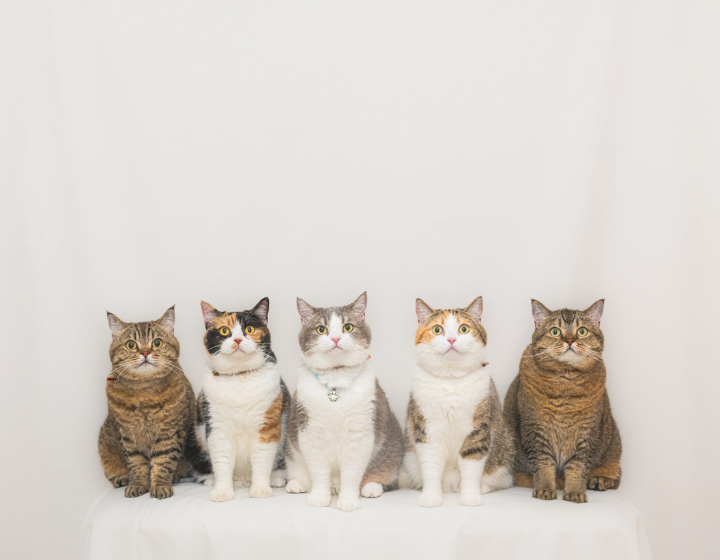 best pet photographers and photography studios hong kong, dog photography, cat photography, pet photo