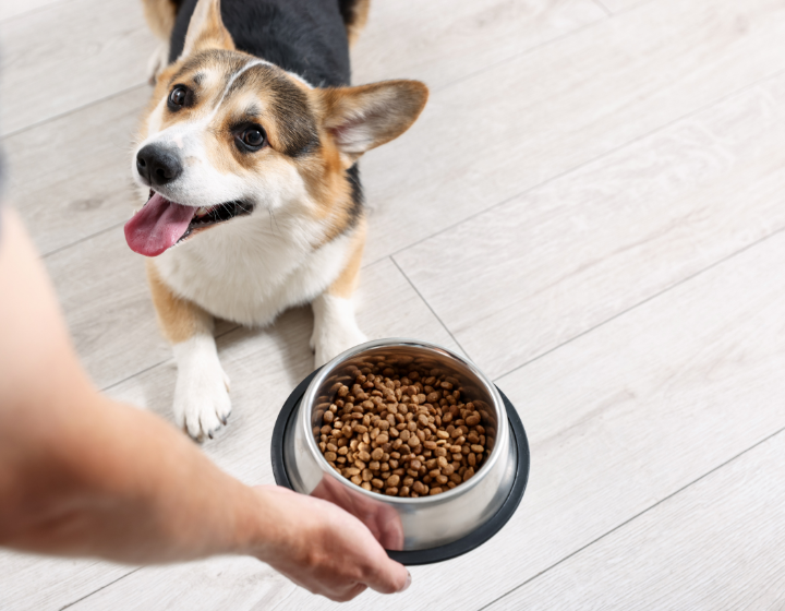 petchill hong kong pet shop pet supplies online shopping free delivery