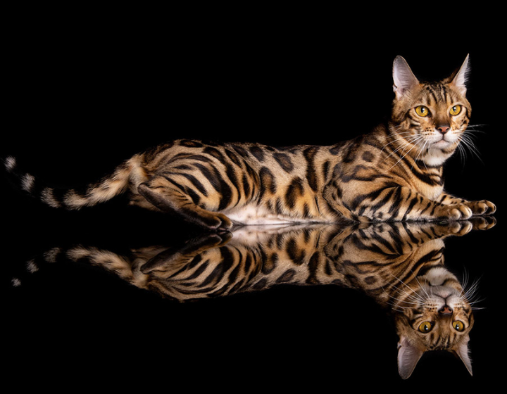 best pet photographers and photography studios hong kong, dog photography, cat photography, pet photo, sens pet pro photo studio