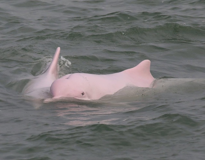 seeing Hong Kong pink dolphins in the wild with hk dolphin watch is a must-do with kids in Hong Kong 