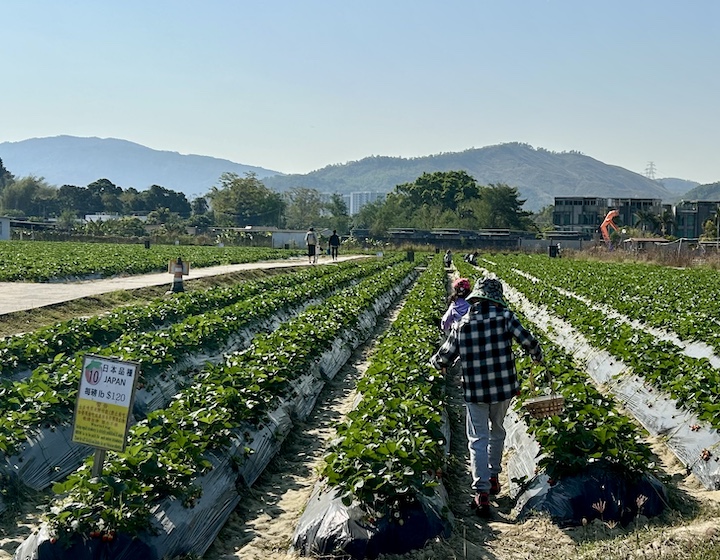 two children walk through the strawberry fields at kam tin country club in Hong Kong