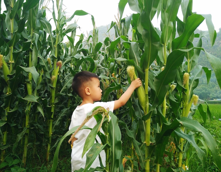 a boy picks corn from a Hong Kong farm 