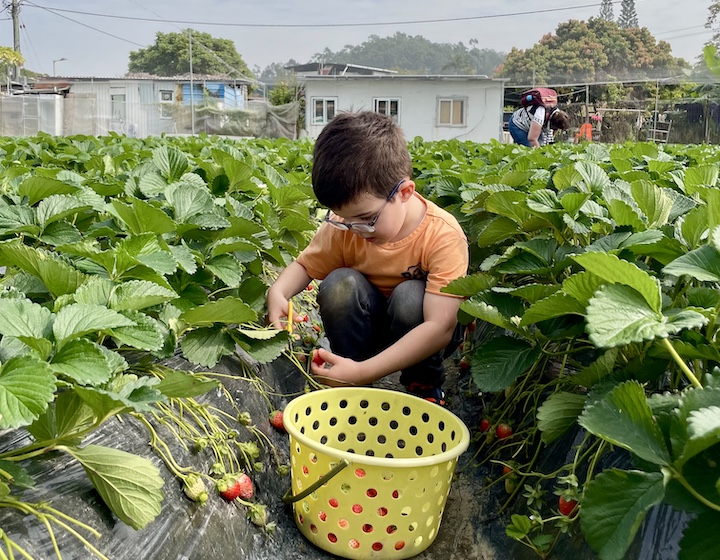 a young boy picking strawberries at Long Ping strawberry farm in Yuen Long