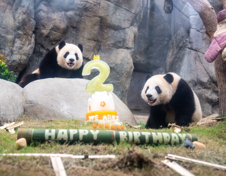 Hong Kong Ocean Park panda twins celebrate their 2nd birthday