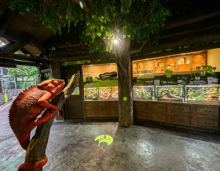 a chameleon on a tree at the new reptile exhibit at Ocean Park Hong Kong