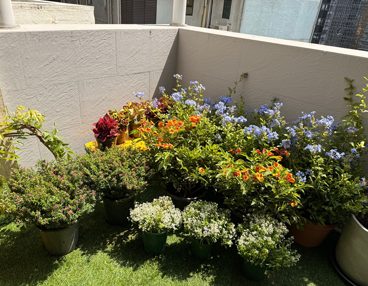 Where To Buy Indoor Plants In Hong Kong