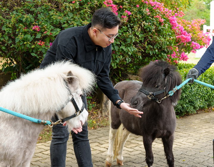 monthly planner things to do with kids in hong kong; shetland ponies at tai kwun